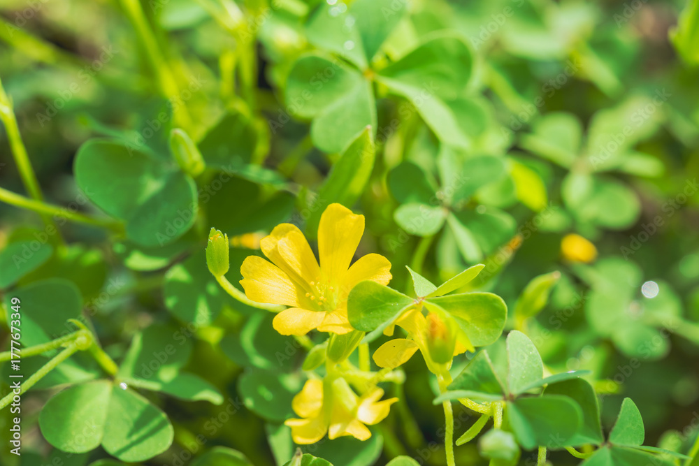 Fototapeta premium 秋の野山 カタバミの黄色の花01