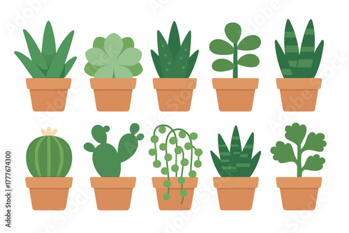 Display of various green plants in terracotta pots showcasing different textures and shapes