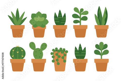 Various species of indoor plants displayed in terracotta pots against a simple white background