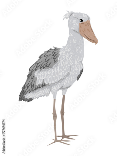 Shoebill Balaeniceps rex. Realistic large water bird of East Africa. Vector animal