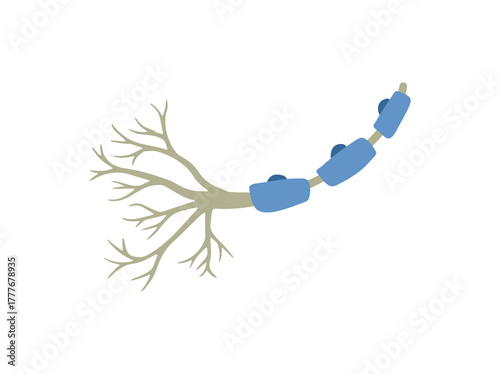 Schwann Glial Cells Illustration
