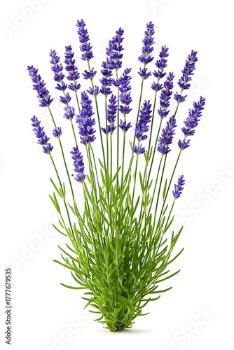 Lavender Flower Bunch Isolated on White Backgroun