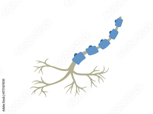 Schwann Glial Cells Illustration
