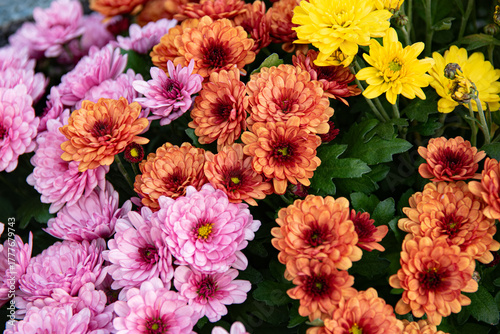 Fotografie Chrysanthèmes multicolores vue du dessus, format horizontal