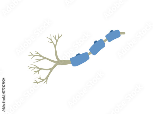 Schwann Glial Cells Illustration
