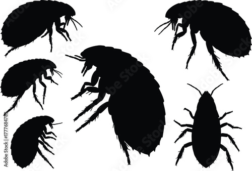Flea silhouette illustration, insect vector set, pest control concept, black flea poses, entomology clipart, detailed bug anatomy design
