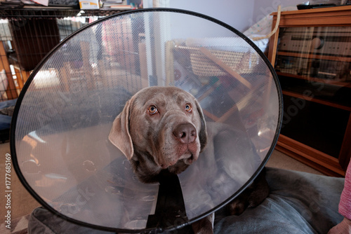 Murais de parede Sad Silver male Labrador dog recovering with a medical cone collar at home