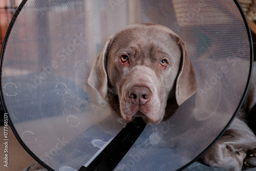 Fotografie Sad Silver male Labrador dog recovering with a medical cone collar at home