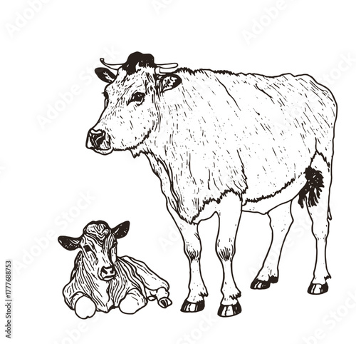 Hand-Drawn Cow and Calf Illustration