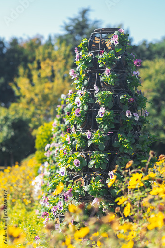ふなばしアンデルセン公園のコスモスやお花