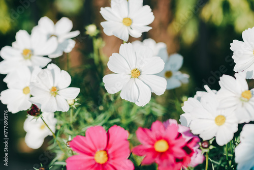 ふなばしアンデルセン公園のコスモスやお花