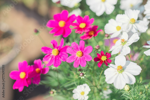 ふなばしアンデルセン公園のコスモスやお花