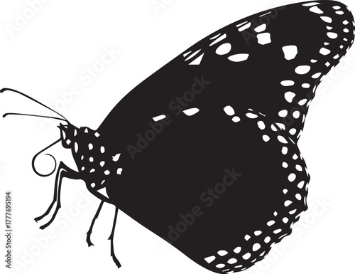 black swallowtail butterfly vector silhouette eps