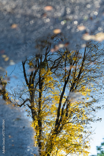 Fototapeta Naklejka Na Ścianę i Meble -  Odbicie dzrew w kałuży, jesienny krajobraz. 