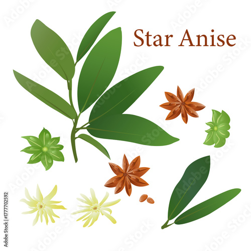 Star Anise Branch with Seed Pods, Flowers
