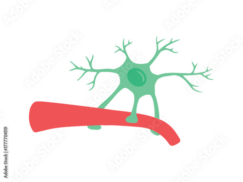 Astrocytes Glial Cells