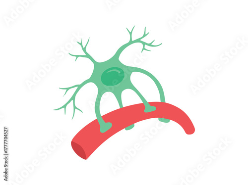 Astrocytes Glial Cells