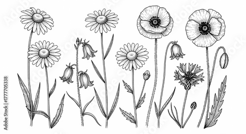 Black and white hand-drawn illustration of various wild spring and summer flowers: daisies, poppies, campanulas, and cornflowers.