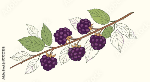Illustration Of A Branch With Blackberries And Leaves On A Light Background