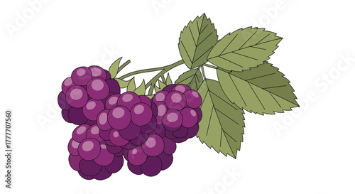 Illustration Of A Branch Of Freshly Picked Blackberries With Green Leaves Isolated