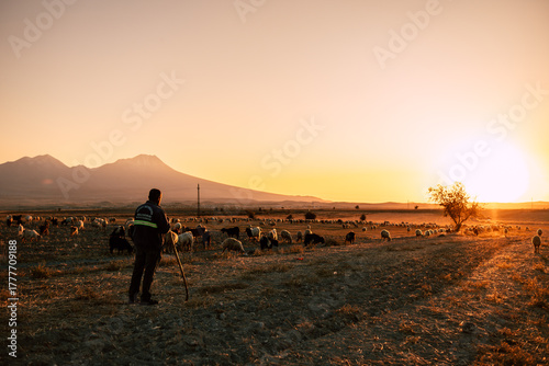 Golden Hour sunset landscape with shepherd and flock of sheep in Anatolia, Turkey