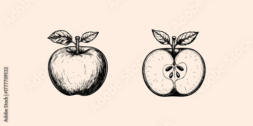 Apple fruit. Etching style illustration.