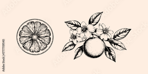 Orange fruit. Etching style illustration.