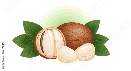 Illustration Of Shea Nuts With Fresh Leaves Perfect For Healthy Recipes and Ingredients