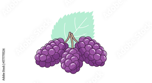 Illustration Of Delicious Blackberries With Leaf On White Background In Vector Design