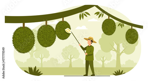 Illustrative Depiction Of A Durian Orchard Harvest And The Fruit's Extraction Process