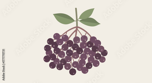 Illustration Of Elderberry Fruits With Green Leaves And Brown Stem On A Neutral Background