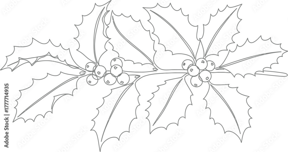 Obraz premium Detailed line drawing of holly branches with berries on a white background