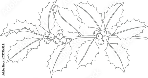 Detailed line drawing of holly branches with berries on a white background