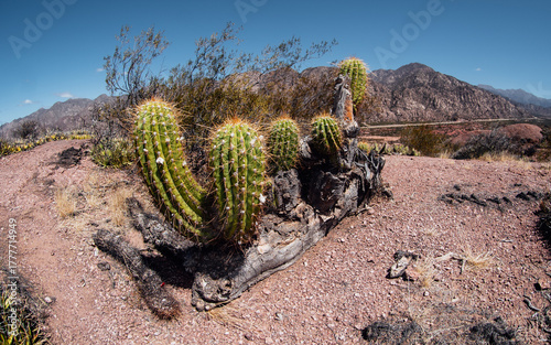 Cactus growing on a dry log in an arid mountain landscape, under a clear sky and intense light that highlights the earthy colors of the desert.