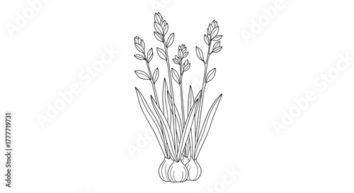 Black and white outline drawing of a flowering plant with multiple stalks, dense blooms, long leaves, and visible underground bulbs.