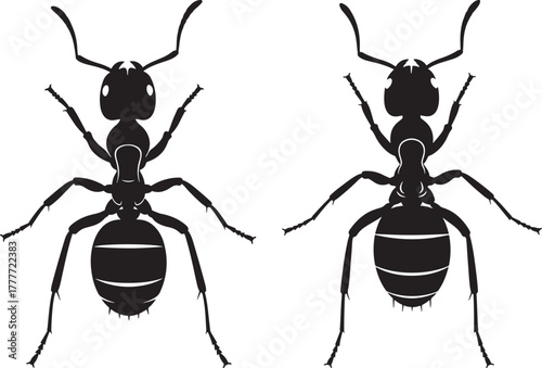 Two black ant silhouettes facing opposite directions