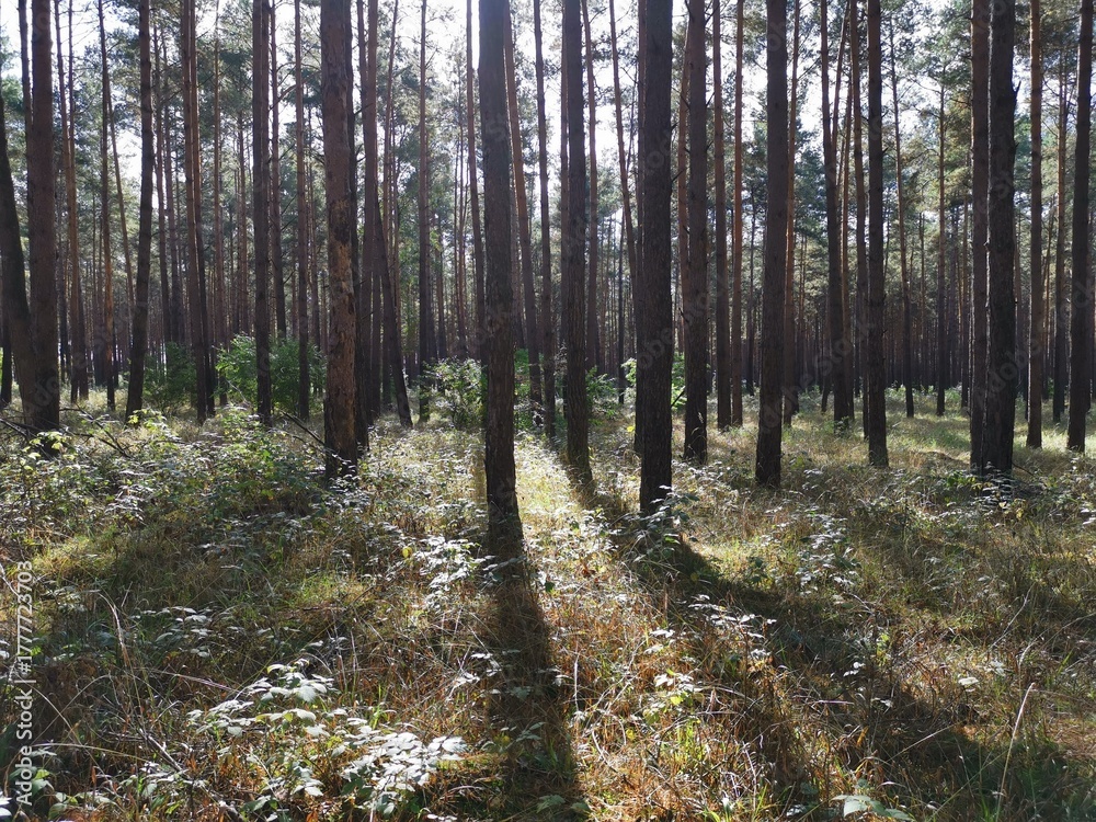 Fototapeta premium Wald