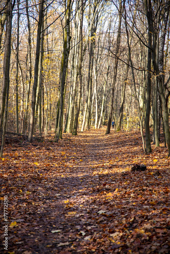 Jesień, spacer w miejskim lesie w Warszawie. Lasek Bielański.