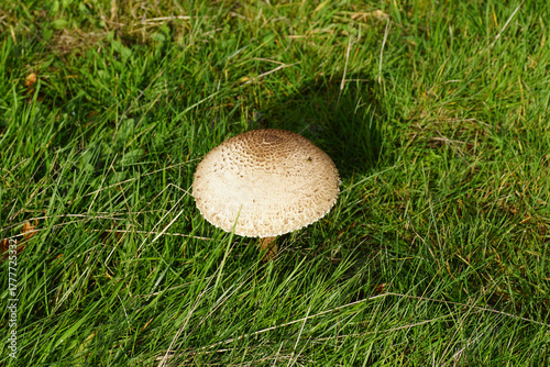 Foto Parasol mushroom, Macrolepiota procera in the grass