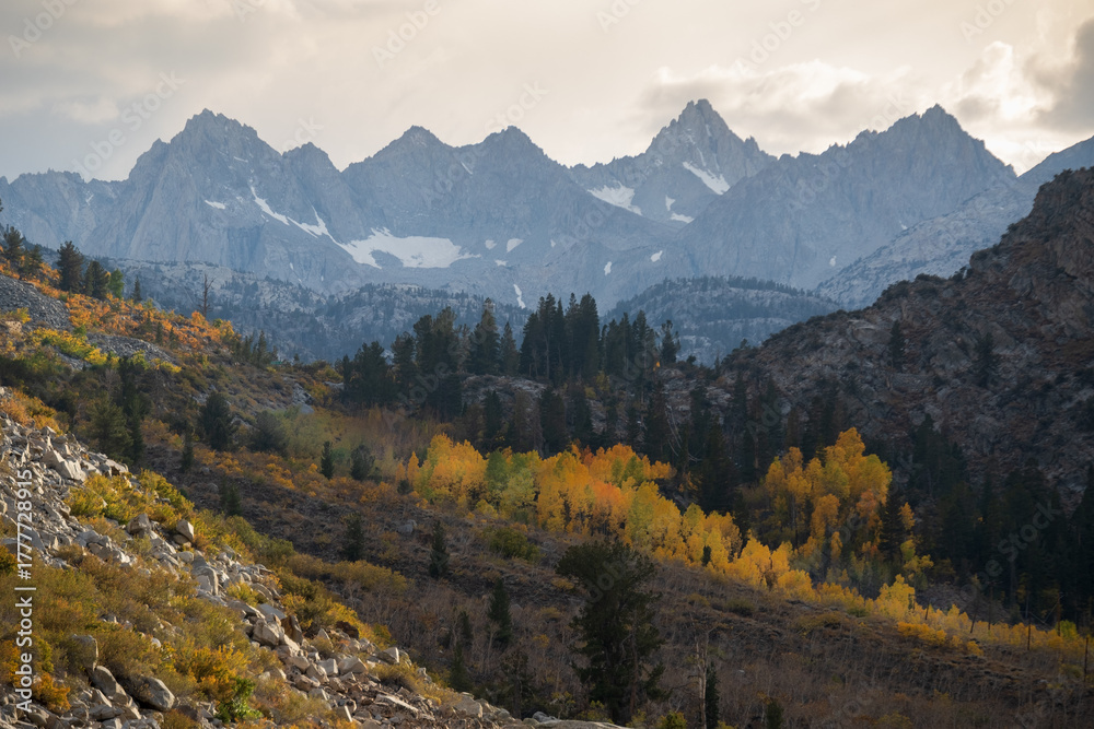 Fototapeta premium Fall color in Eastern Sierra, California