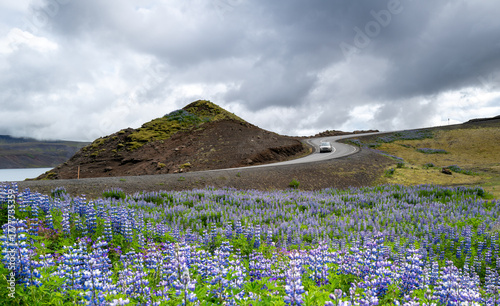 Iceland:  The Blue Wildflowers seen in Iceland along roadways in summer