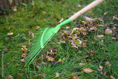 Green rake working among fallen autumn leaves and an apple, tidying up the yard in Fall season