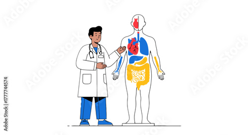 Medical Professional Explaining Human Anatomy Structure With Detailed Internal Organs