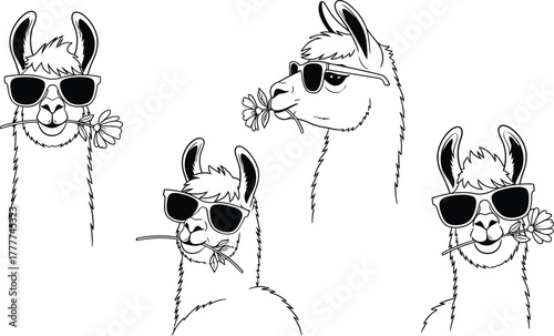 Four cool llamas wearing sunglasses and holding flowers isolated on white background