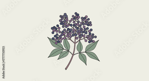 Minimalistic Illustration Of Elderberry Branch With Deep Purple Berries Against Cream Background