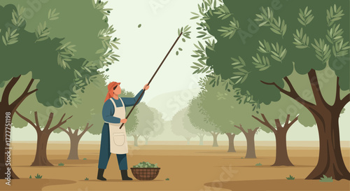Olive Harvest: Woman Gathering Olives From the Trees in a Rural Orchard Setting