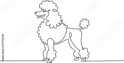 Poodle dog line art drawing pet animal canine breed single continuous outline vector