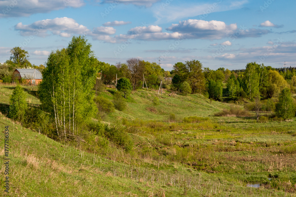 Fototapeta premium Vibrant spring birches stand tall on rolling green hills, bathed in golden light, evoking a fresh, serene rural awakening