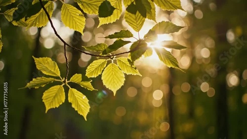 Cinematic close-up of sunlight flickering through forest leaves in gentle wind with dreamy bokeh, ultra-realistic nature loop