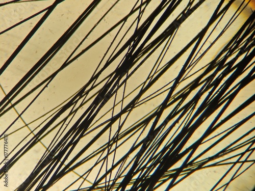 Fotografie Microscopic Morphology of Mammalian Hair Fiber (Feline)